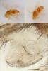 Drosophila sp.